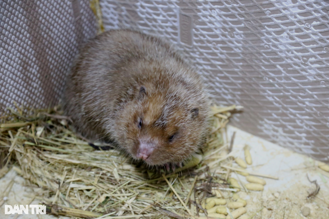 Returning to raising a species that only eats bamboo, the farmer was surprised by the results