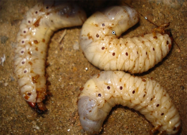 Scary species, good for men, people go to the fields to dig for half a million / day