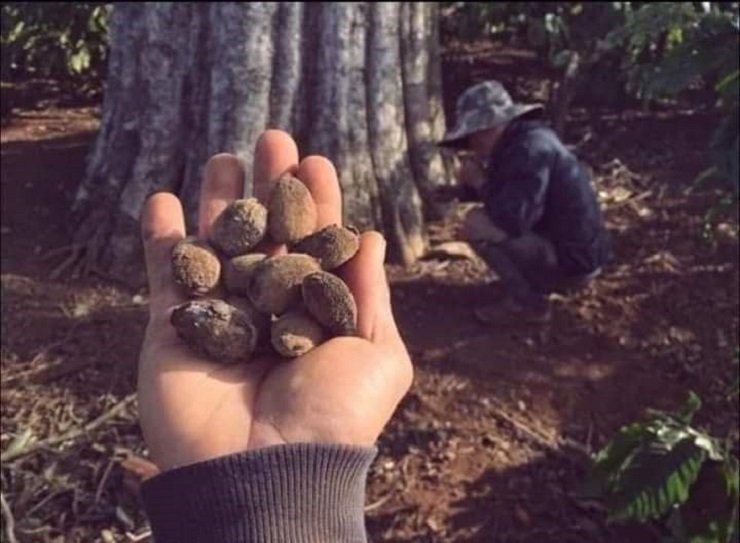 The fruit has the same name as an animal, before it fell into the forest, it is now a specialty with a price of 150,000 VND/kg