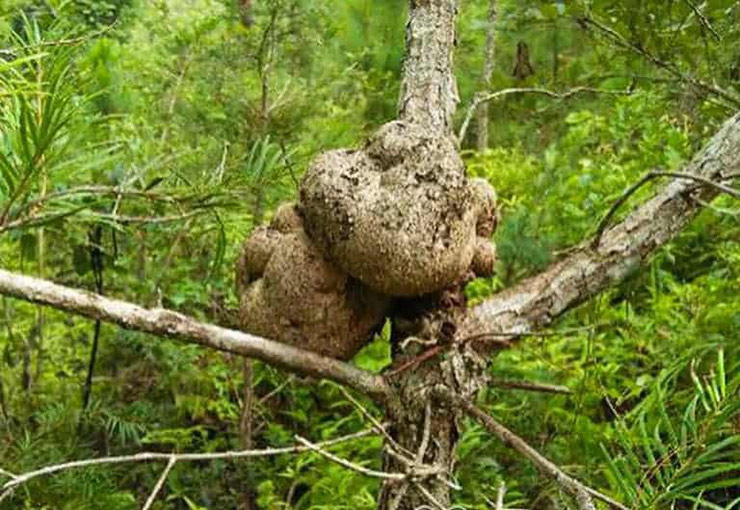 The thing that grows on the top of a tree is like a “panacea” in Vietnam, rich people buy it all year round