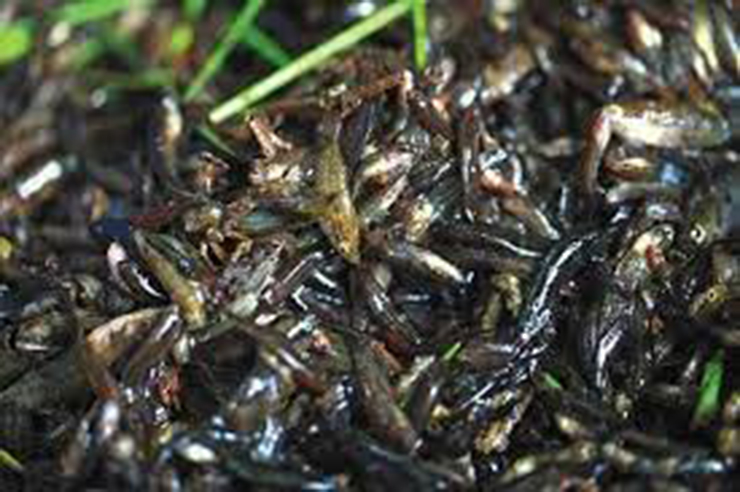 Tiny fish is likened to “heaven’s fortune” before everyone damns it as a specialty, priced at $4/kg
