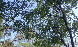Trekking two days and one night in Bu Gia Map forest