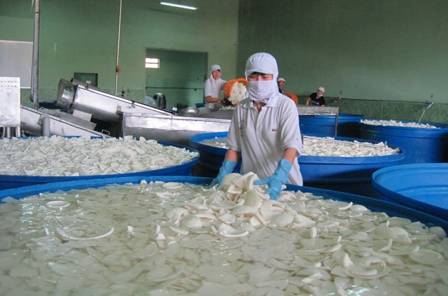 Major coconut processing factory opened in Ben Tre
