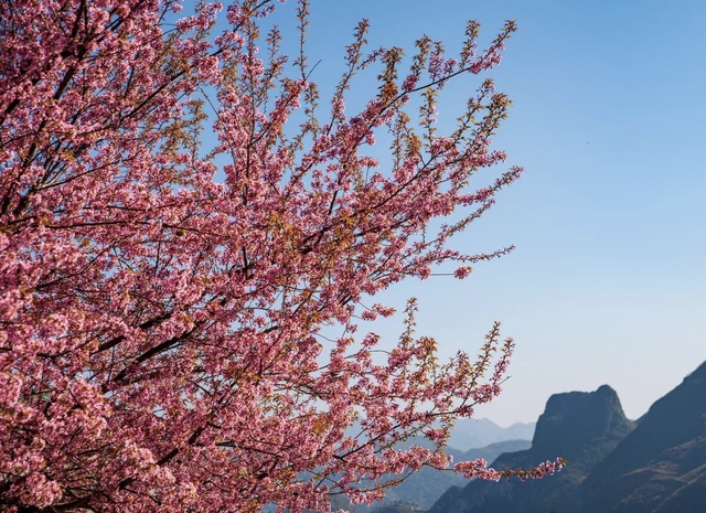 Fall in love with cherry apricots in Ha Giang on the first days of the year