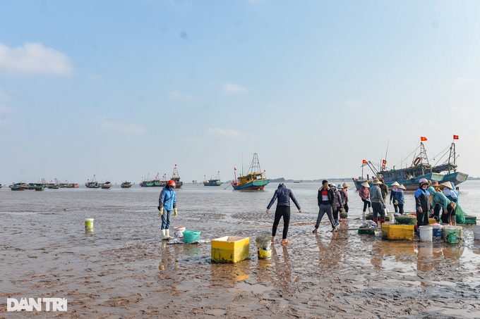 Hunting mantis shrimp at the beginning of the year, fishermen make millions every day