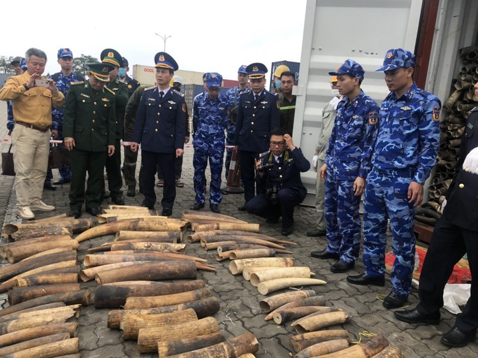 Illegally imported elephant tusks detected in Haiphong