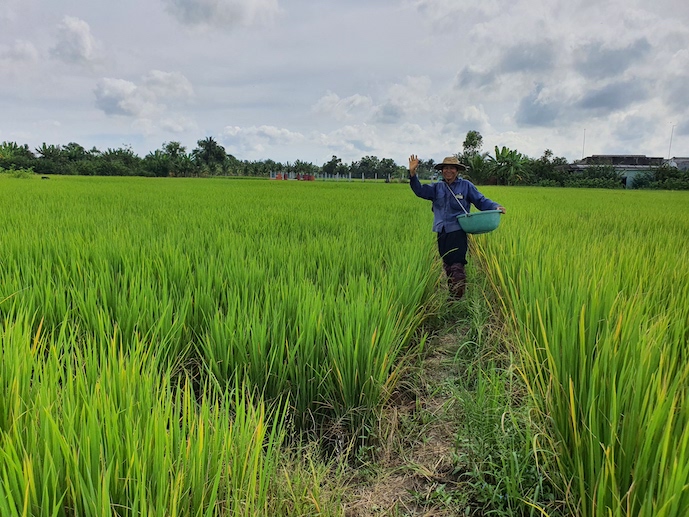 Vietnamese rice price rise to highest level in 2 years