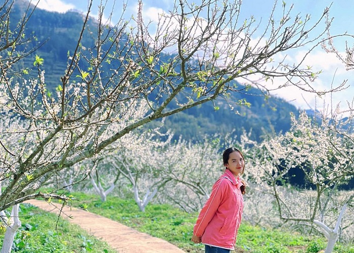 Discover the pure white Bac Ha plum blossom season in February ...