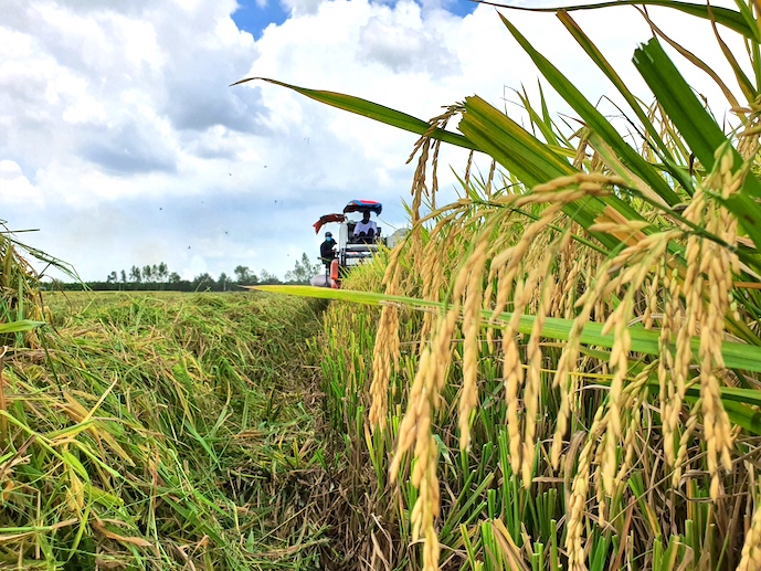 Rice market active despite decline in exports