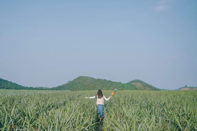 The pineapple season has not yet come, but young people everywhere have invited each other to check in the romantic pineapple hill in Ninh Binh