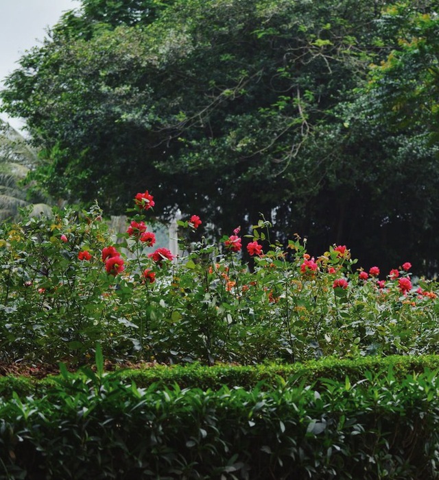 Thong Nhat Park changed its appearance, and Ha Thanh young people flocked to take pictures