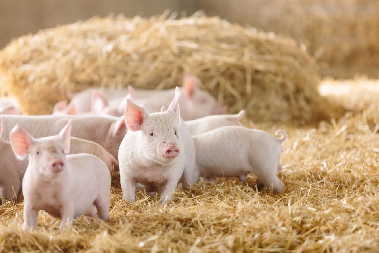 HCMC bans manual pig slaughter and tightens pig transportation control from other provinces
