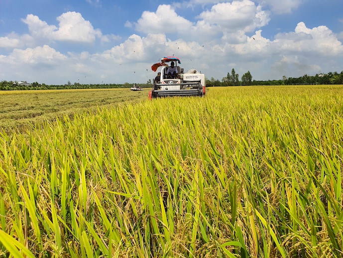 Norway funds nearly US$500,000 for hybrid rice in Vietnam