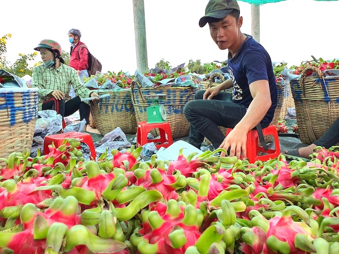 Vietnam’s dragon fruit exports to Japan, S.Korea drop