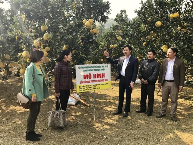 Hanoi develops high-value fruit plantations