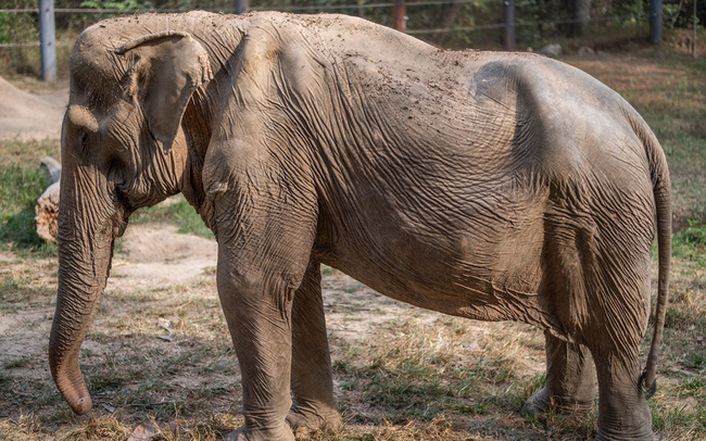 What are the consequences of elephant riding tourism?