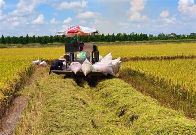 Vietnam's rice prices remain highest in world market