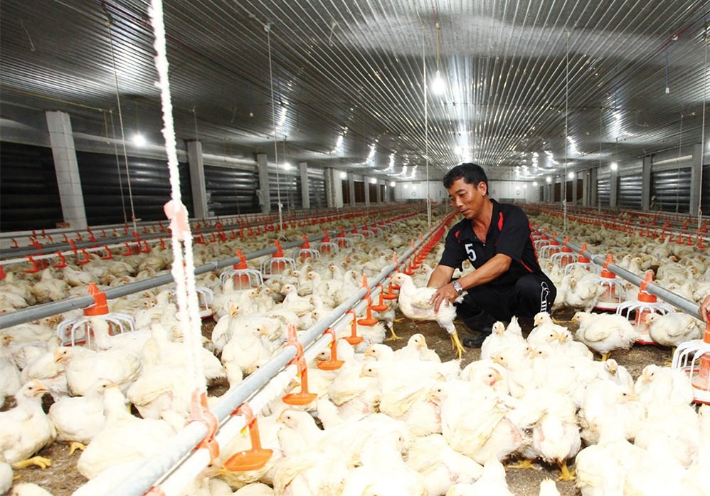 Livestock businesses ride a rough Q1 - Vimarsana News
