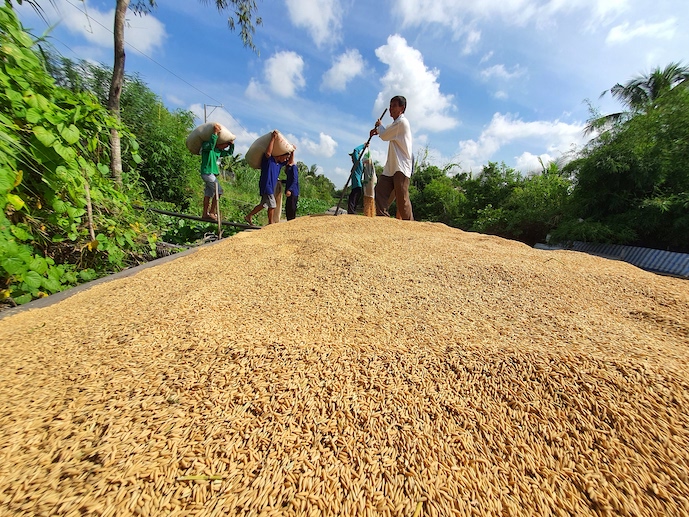 Ample room remains for Vietnam’s rice exports to Africa