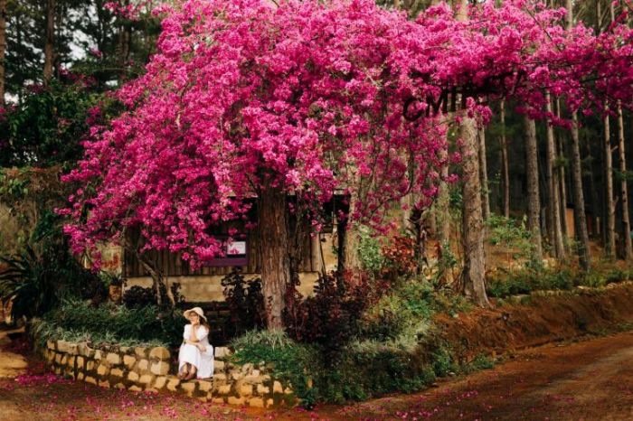 Check-in points with confetti in Da Lat are hot every year