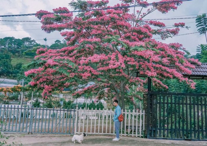 Da Lat pink phoenix season has come to show off its silly beauty