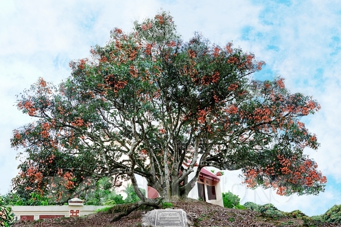 Discover the “miniature West” in Hai Duong fabric land
