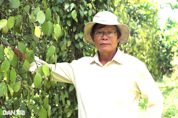 Harvesting “black gold” on infertile land, the old farmer escaped poverty