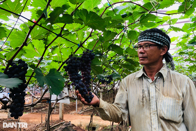 Recklessly abandoning the “black gold” tree to grow strange fruits, the old farmer suddenly won a big win