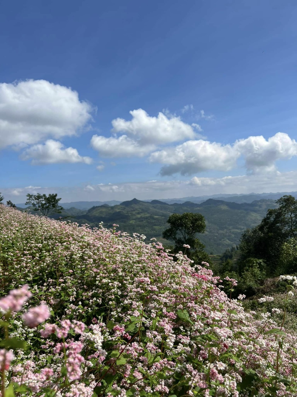 Buckwheat flower the surprising beauty of Ha Giang, Vietnam » Vietnam