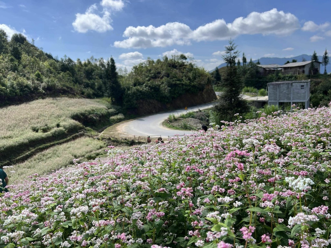 Buckwheat flower: the surprising beauty of Ha Giang, Vietnam » Vietnam ...