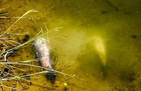 Cà Mau to Build Pump Stations to Address Fish Deaths