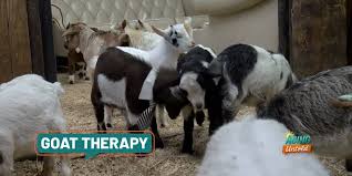 Tennessee Goat Ranch Combines Snuggles, Yoga, and Therapy