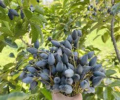 The Rise of Black Olive: A Formerly Humble Fruit Now a Delicacy