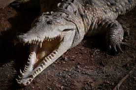 Tourist Dies After Crocodile Attack in Puerto Vallarta