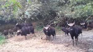 Two Wild Cattle Found Dead in Dong Nai Nature Reserve