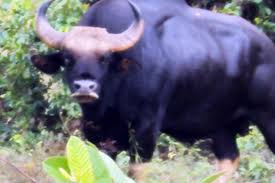 Unusual Deaths of Two Wild Cattle in Dong Nai Reserve