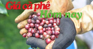 Coffee Prices Rise by 1,000 VND/kg in Vietnam Today