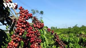 Coffee Prices Surge: Robusta and Arabica Both Rise