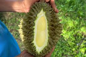Durian Prices Plummet, Farmers Face Heavy Losses