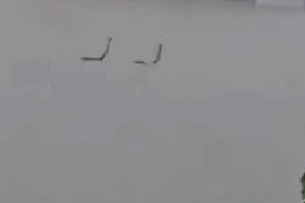 Frightening Sight: Snakes Escape Flooded Farm in China