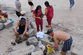 Investigation Launched After Tourists Damage Coral in Nha Trang