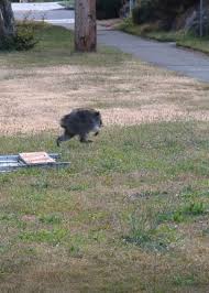 Jimothy the Raccoon Captivates Hearts Worldwide