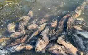Mass Fish Deaths Devastate Cat Ba Fishermen