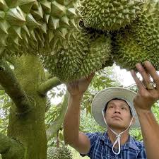 Over 100 Chinese Companies Seek Durian Partners in Vietnam