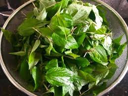 Rau Day: The Nutrient-Rich 'Green Ginseng' of Vietnam