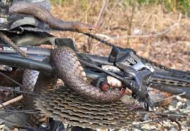 Woman Hospitalized After Snake Encounter While Cycling