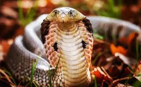 Woman Sucks Snake Venom to Save Husband, Both Hospitalized