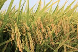 Cautious Purchasing Amid Limited Rice Supply in Vietnam