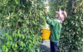 Coffee Prices Drop Significantly Amid Global Market Trends