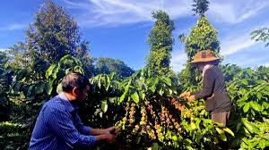 Coffee Prices Remain Stable in Vietnam on August 8